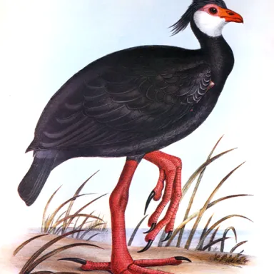 Foto de perfil de George Robert Gray