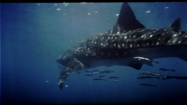 œuvre de Atlantis (1991 film)
