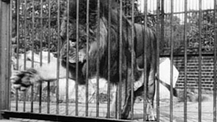 œuvre de Lion, London Zoological Gardens