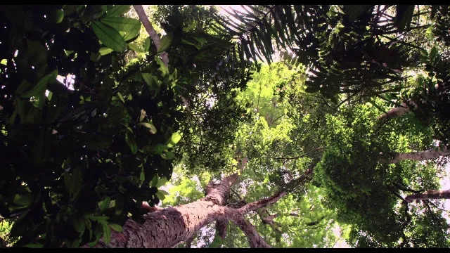 œuvre de Amazonia (film)