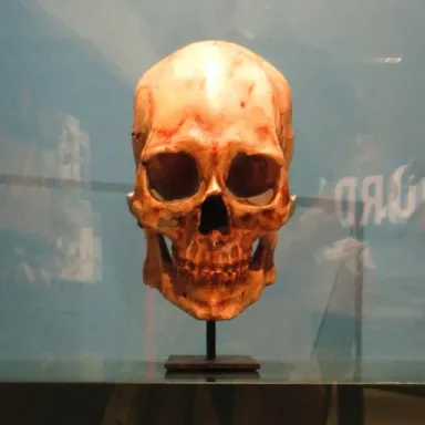 Kennewick Man profile photo