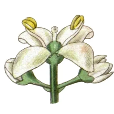 Curtis Flowers profile photo